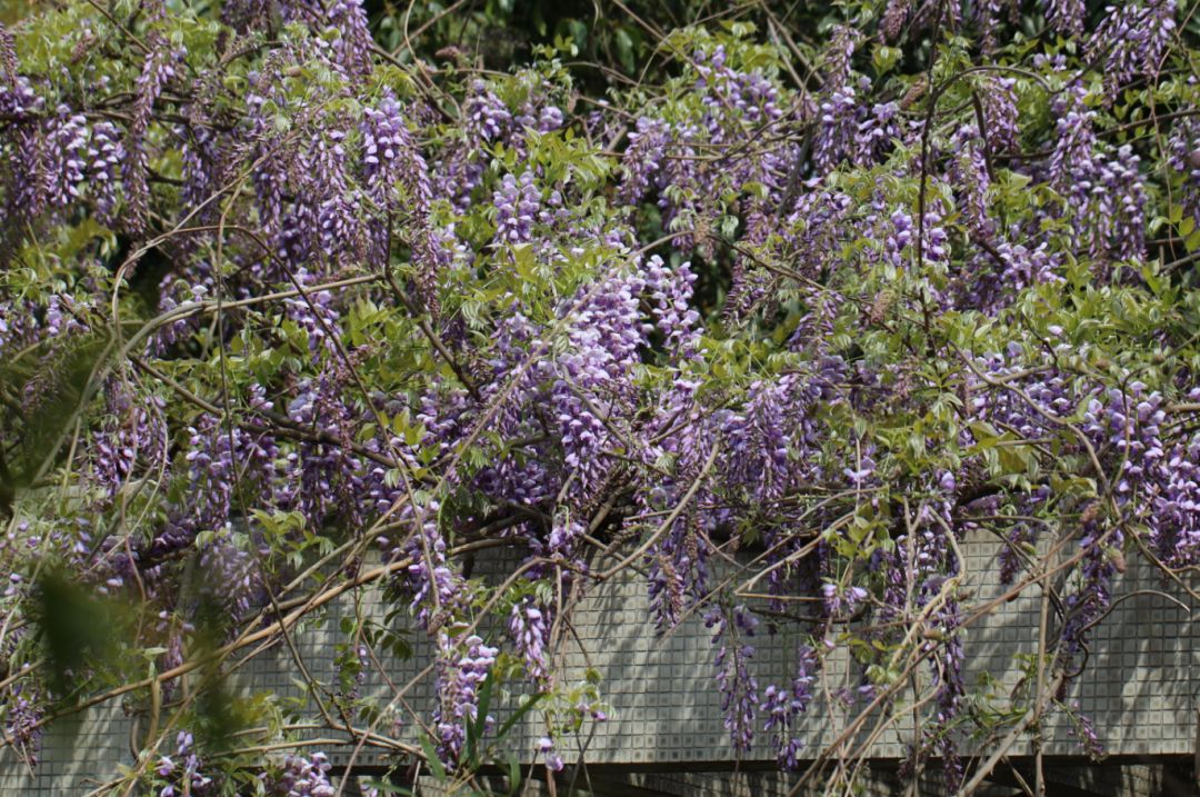 垂柳楊柳科柳屬落葉喬木,花期3-4月,花序黃綠色.