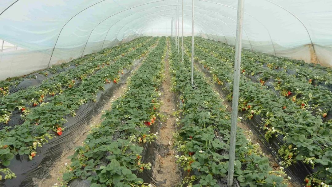 一半汉服,一半穿越| 春寻古城_草莓