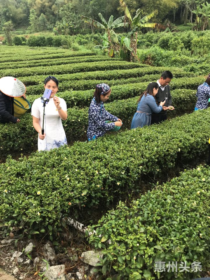 惠州惠阳淡水品茶图片