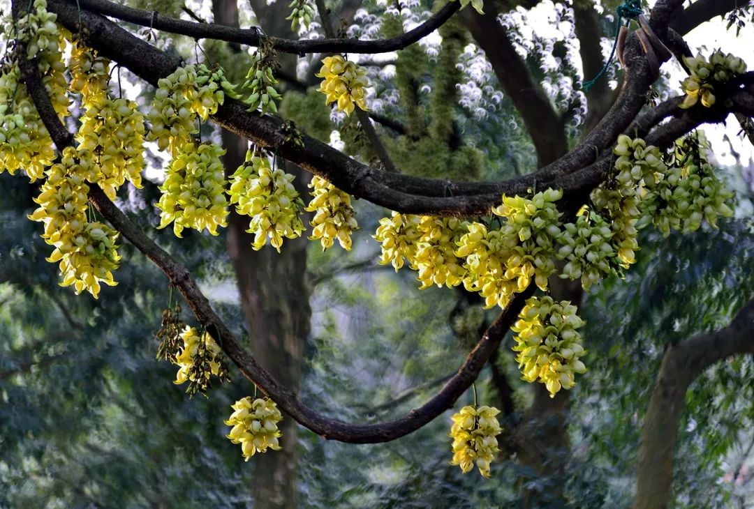 春暖花開禾雀花也會奔你而來