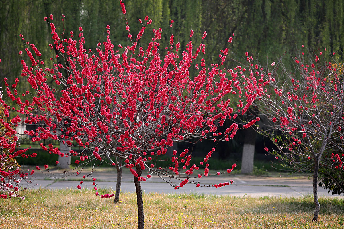 1/ 12 是蔷薇科李属植物,植物桃的变种.