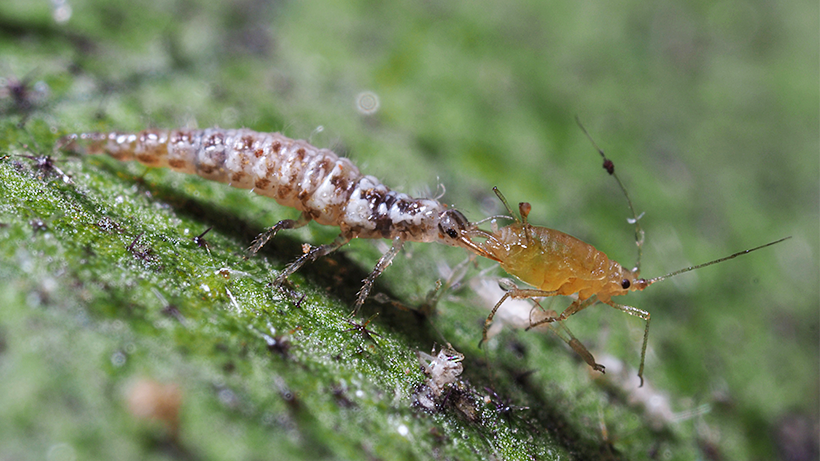 收藏丨以虫治虫以螨治螨各种害虫天敌盘点