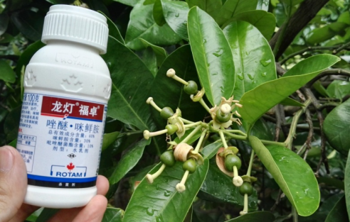 柑橘作物解决方案——龙灯"福卓"防炭疽,速效持久促健康!