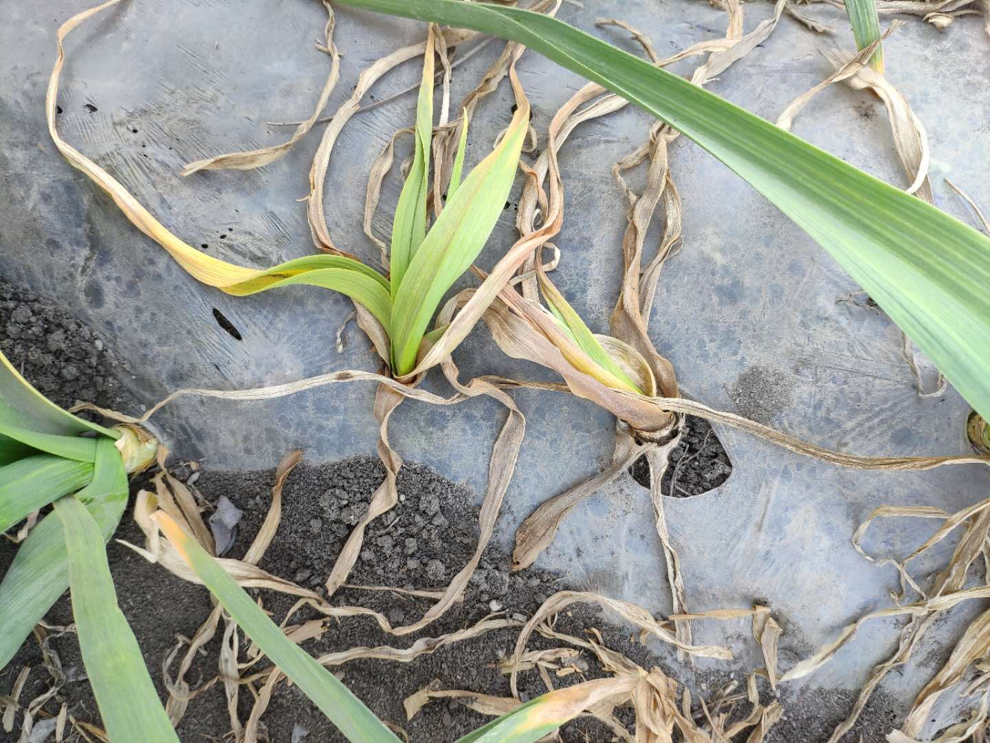 2020年大蒜返青期该用什么肥料别乱用先看看答案