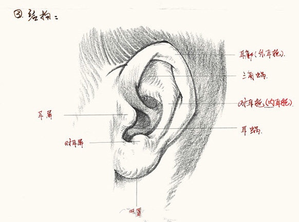 武汉209画室:明暗表现速写耳朵的画法
