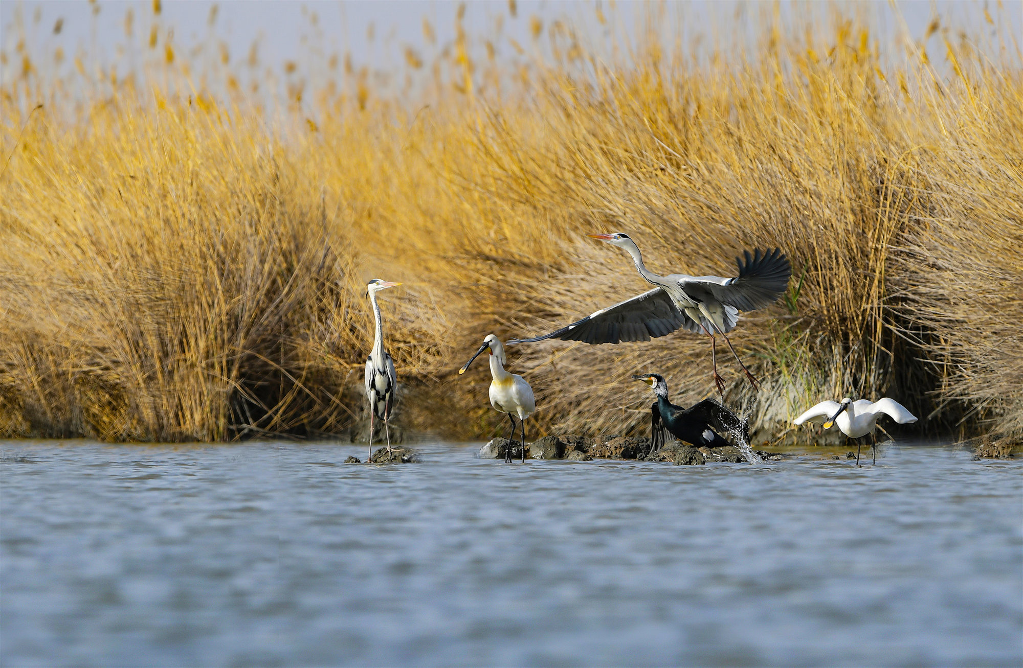 宁夏沙湖国际观鸟节展风采助力宁夏打造生态旅游新形象