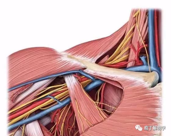 腋窝解剖知识,简单了解一下