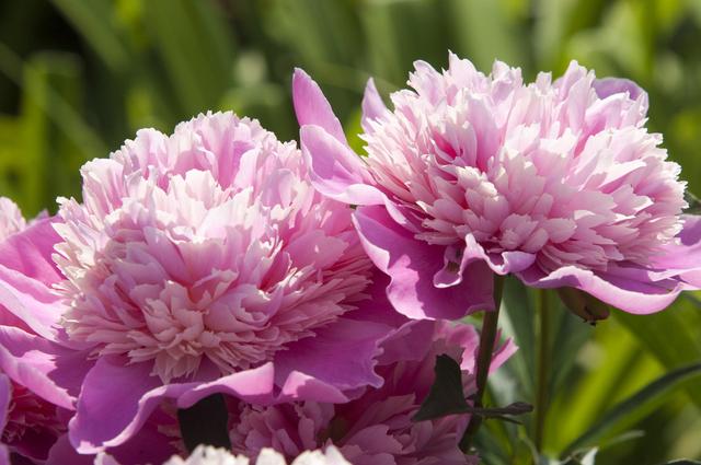 牡丹花是毛茛科芍药属植物,非常漂亮的宿根花卉,也是中国国花,它花色