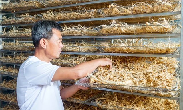 文登种参人高品质西洋参是这样炼成的