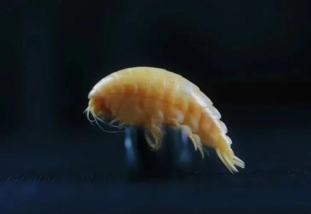因为体内充满塑料垃圾,被命名为eurythenes plasticus(塑料钩虾)
