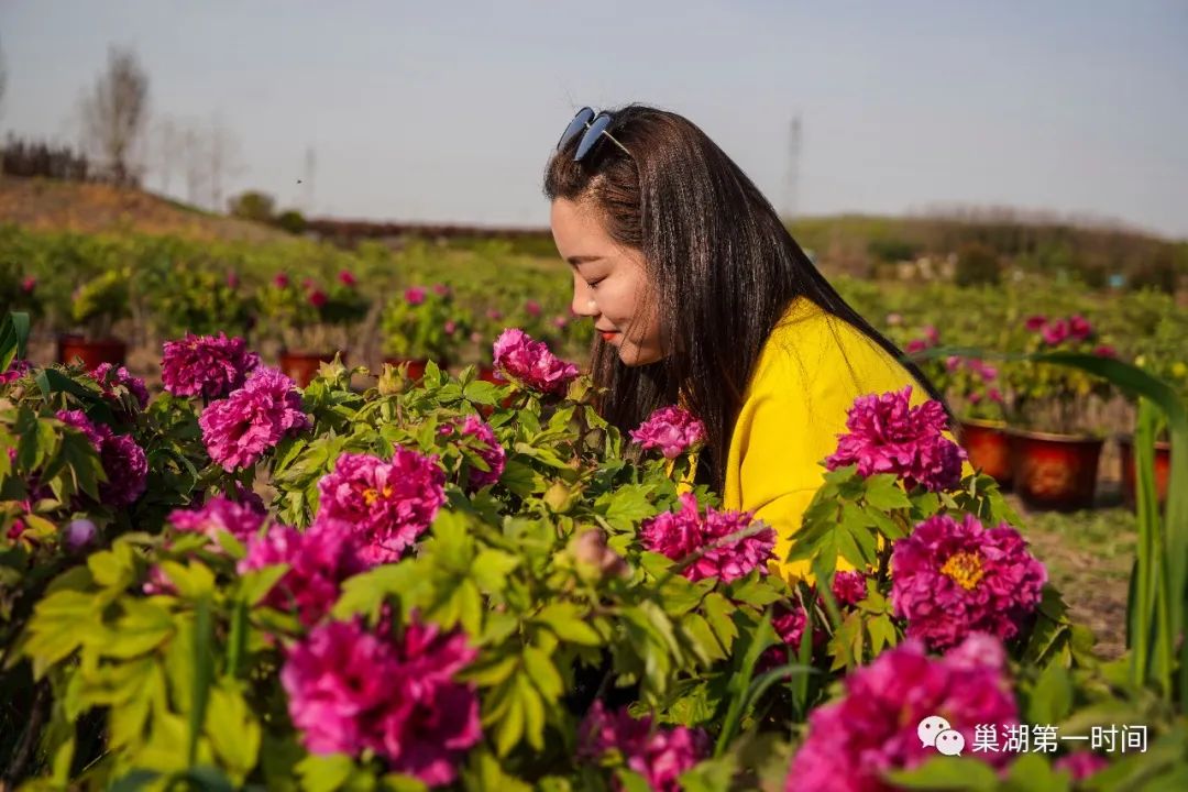 特色在巢湖市烔煬鎮不過您可能首先想到的是銀屏牡丹提起巢湖的牡丹花