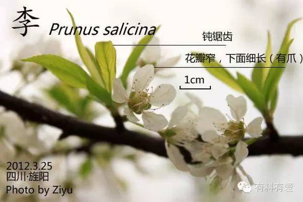 按开花时间顺序开始:这个春天,就好好认识一下它们.