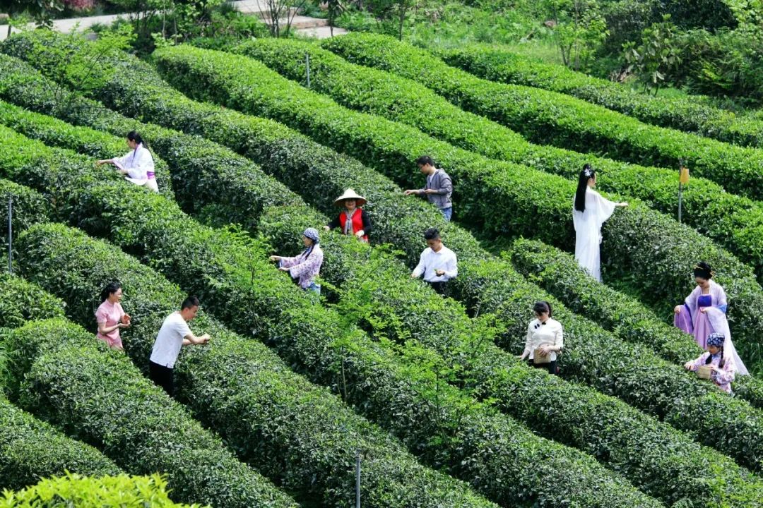 陽春三月採茶忙青城道茶雲相約第十五屆大青城三月三網絡採茶節即將