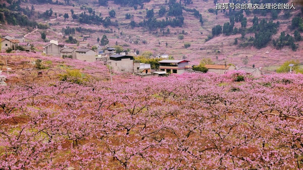 龙泉桃花节麻将图片