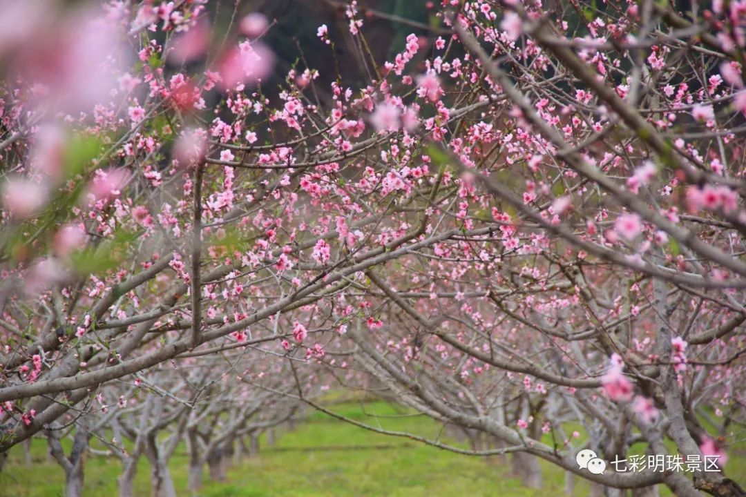 安居七彩明珠图片