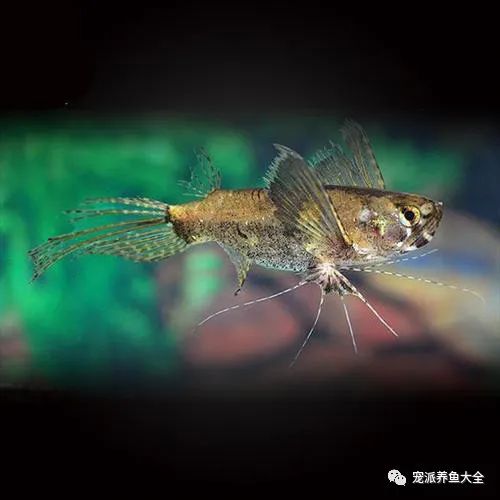 每日一鱼古代蝴蝶鱼翼状胸鳍可滑翔于水面