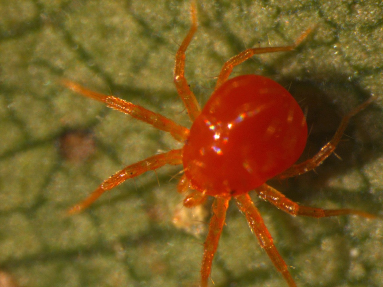 收藏丨以虫治虫以螨治螨各种害虫天敌盘点