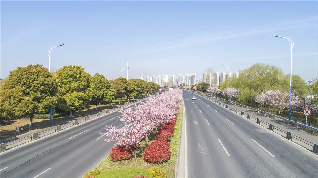 张杨公路▲镇山路▲学田路还有小区里的樱花树,温柔又可爱.