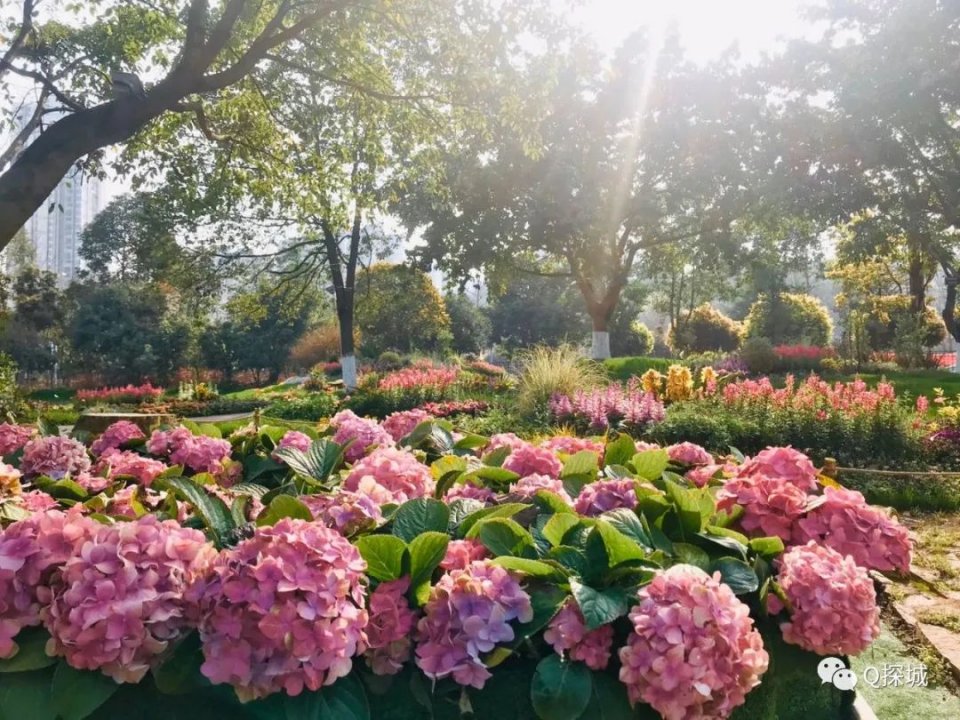 重庆主城赏花地推荐品种齐全免门票可遛宠物