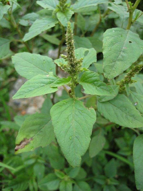 为啥自己薅的野菜才最好吃豫记