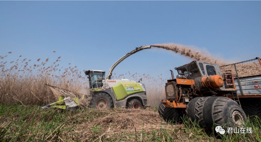 君山区芦苇总场紧锣密鼓收割运送芦苇