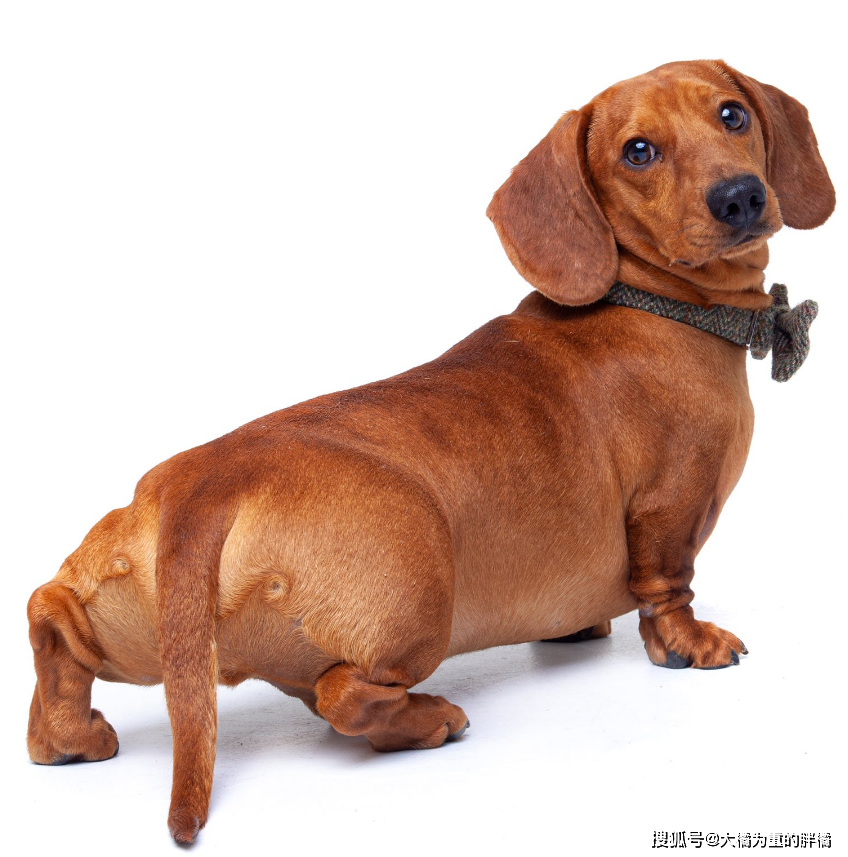 腊肠犬兴奋过头摇断尾巴却因此意外走红网友我家狗也是