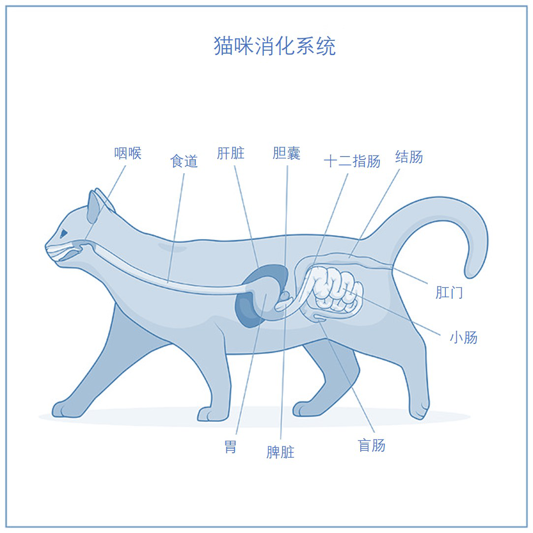 犬猫淋巴结分布图图片