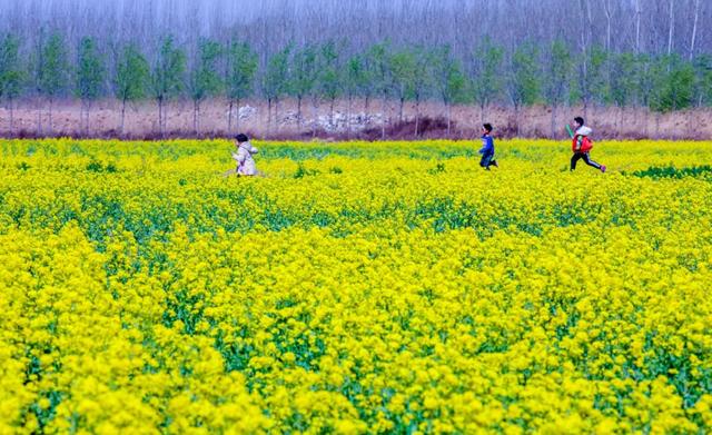 油菜花開了在濟南這些地方邂逅春天吧