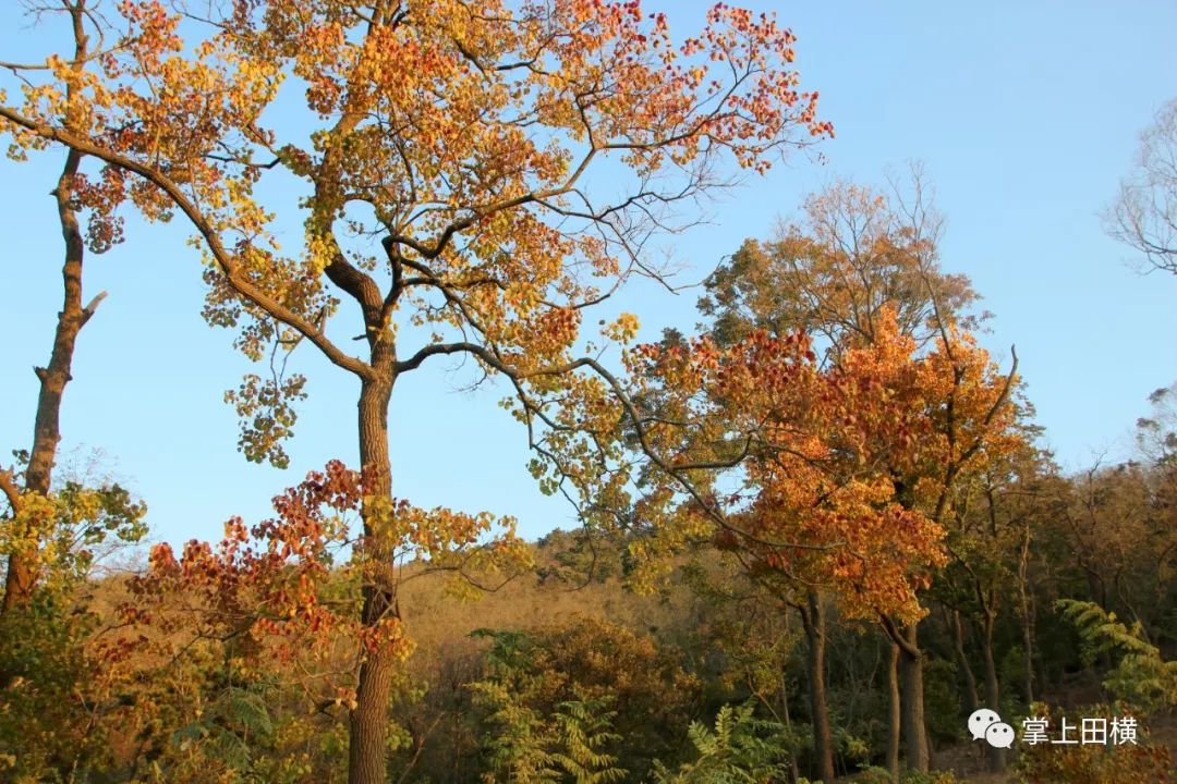 巾子峰头乌桕树微霜未落已先红田横岛省级旅游开发区罕见野生珍稀古树
