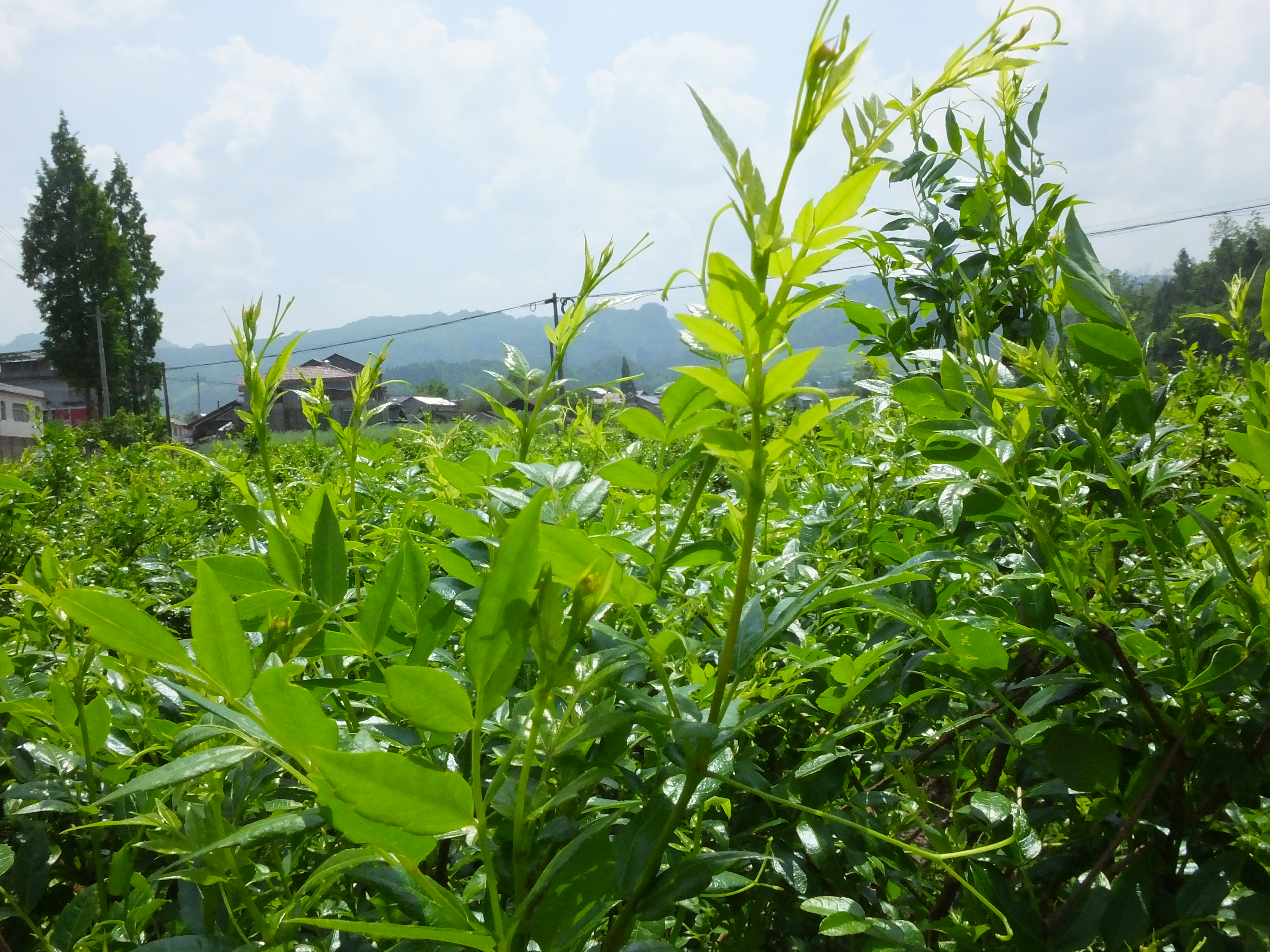 5%,高於任何一種茶葉,堪稱