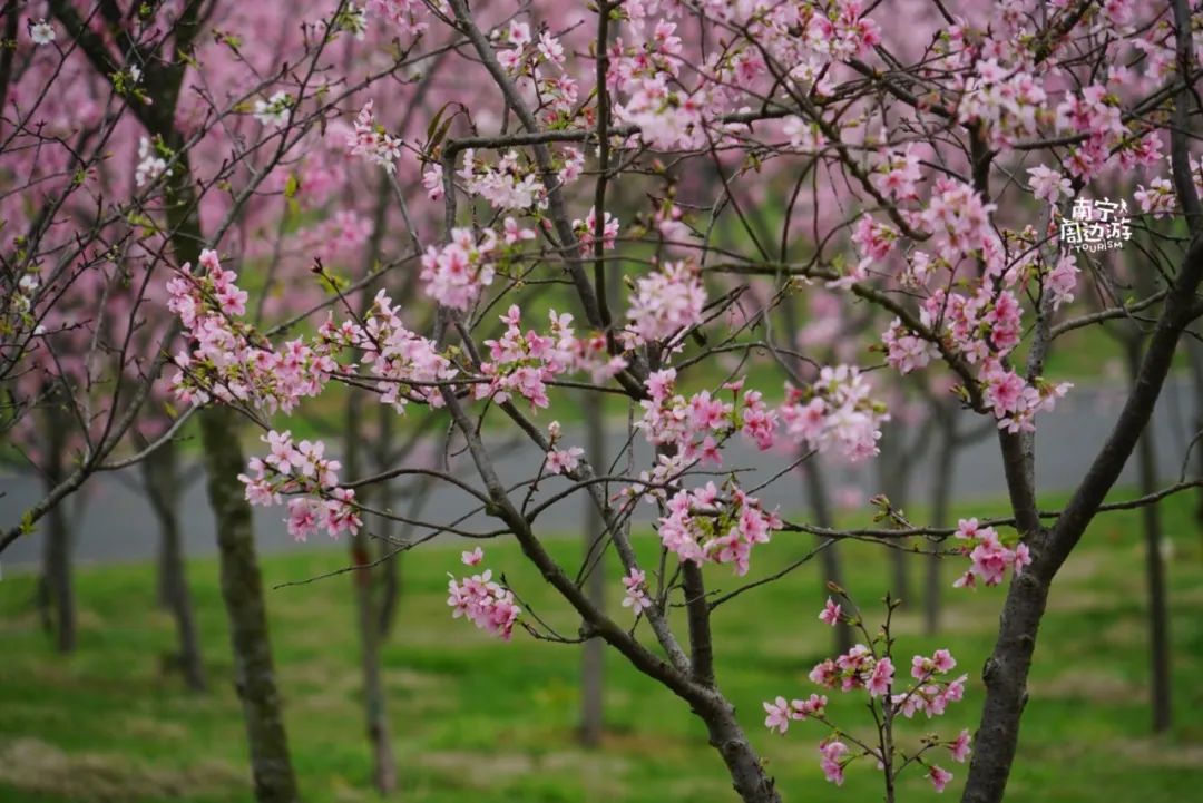 【生活】南宁春天最大的期待,一定是在花海里遨游!_樱花