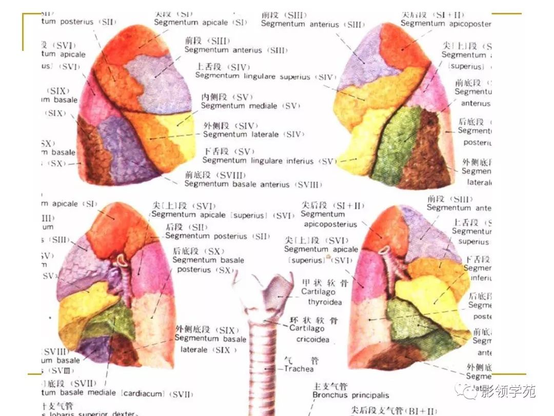 肺段与肺内管道应用解剖_支气管