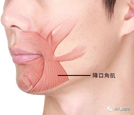 口周肌肉的解剖解剖学分析口轮匝肌的周围共有24块肌肉,控制嘴唇的