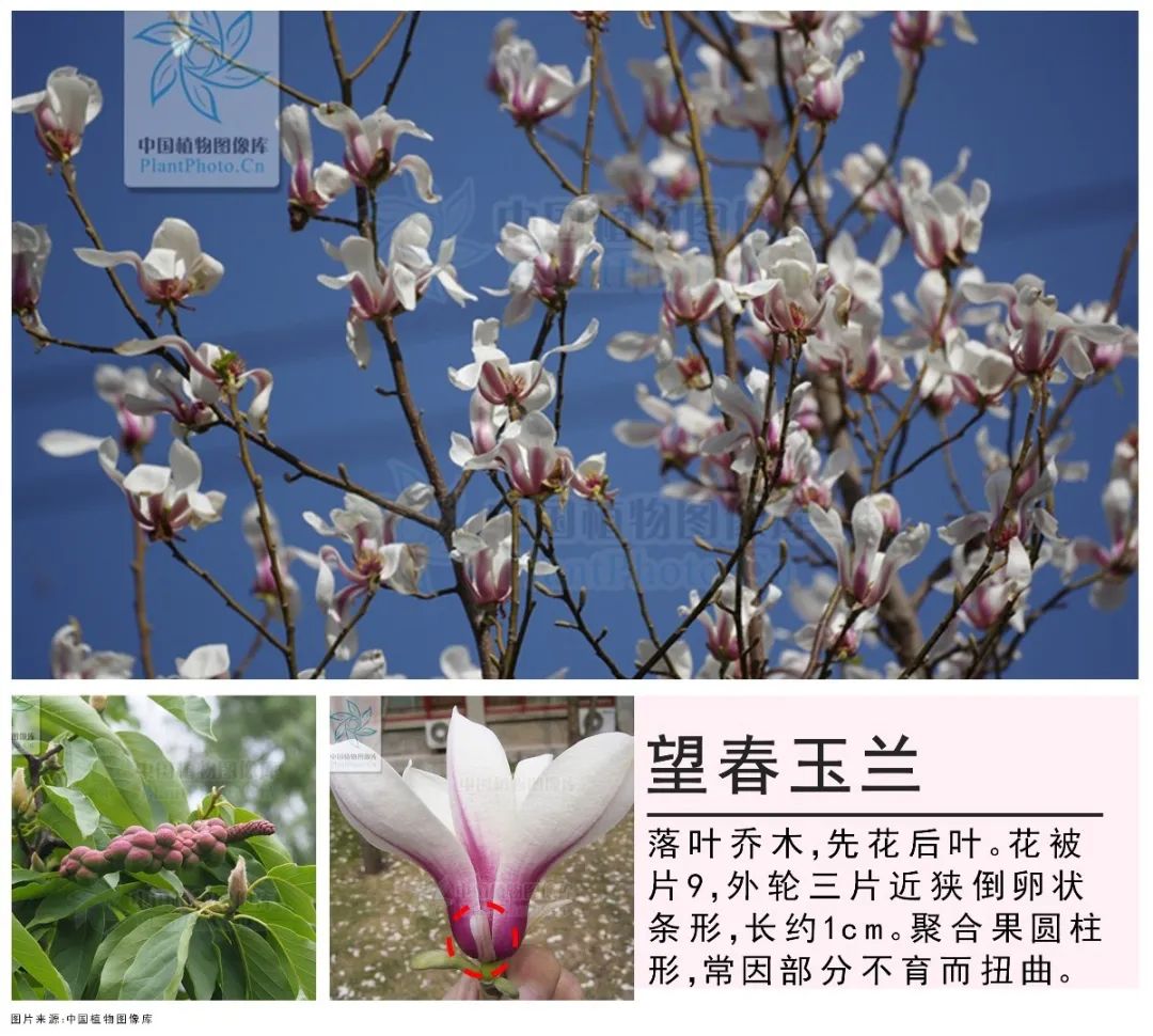 春季赏花攻略2木兰玉兰辛夷究竟是何等错综复杂的关系