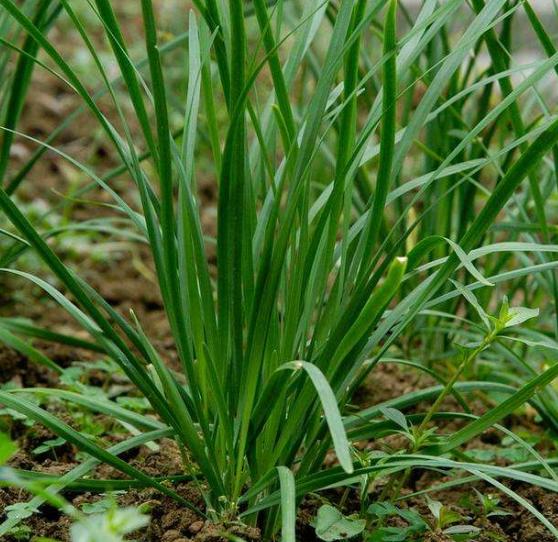 邻居又气又无奈,淡淡地说,"那不是韭菜,那是洋水仙,那是有毒的,不能吃