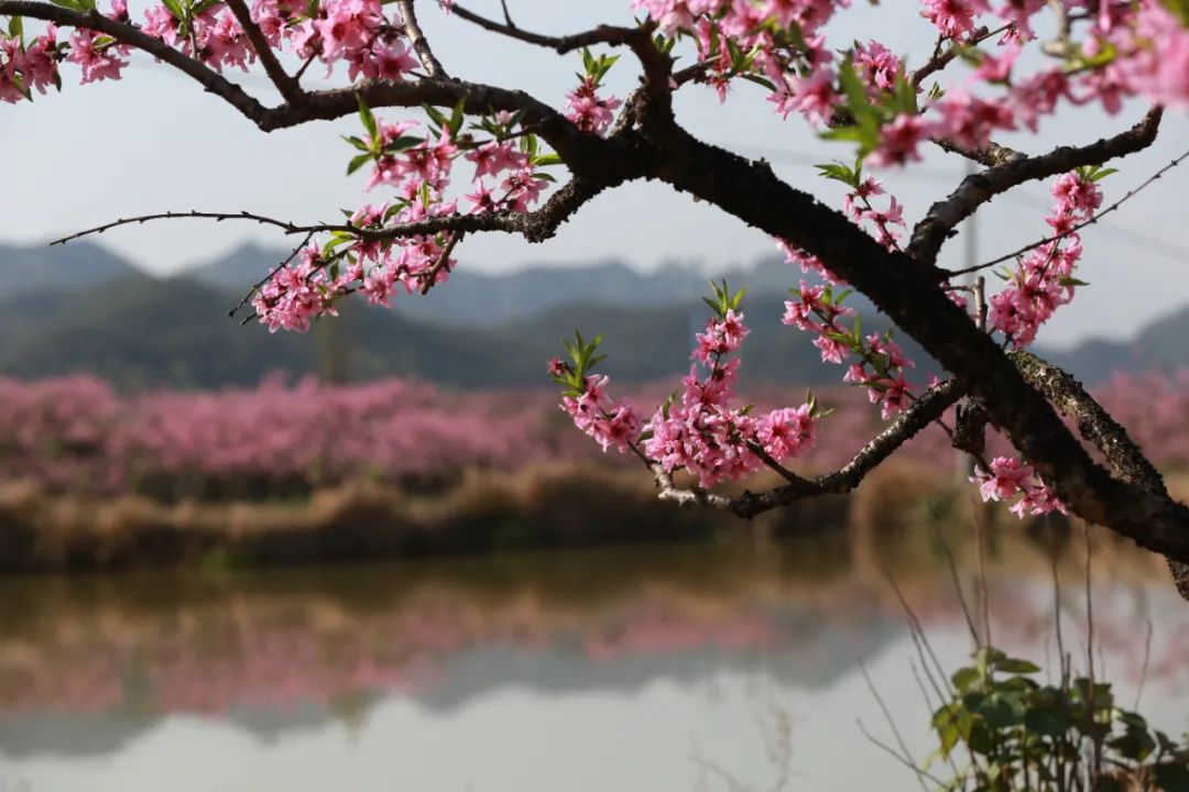 海子的桃花图片