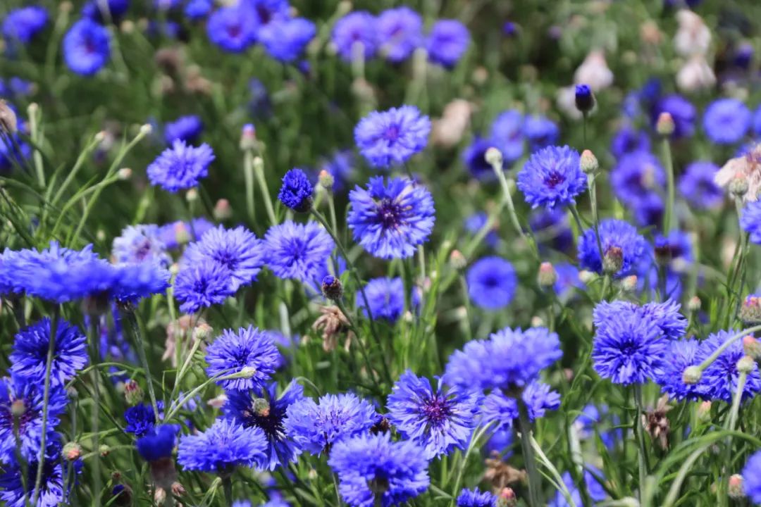 株型飘逸 花态优美 非常自然矢车菊较高的品种植株挺拔 花梗较长颜色