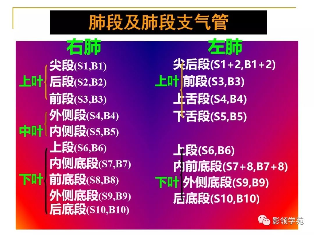 肺段與肺內管道應用解剖_支氣管