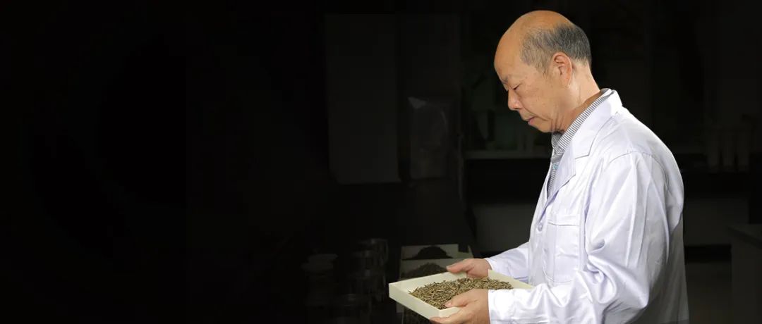 直播预告丨福州茉莉花茶非遗传承陈成忠父子双大师为你解读十窨茉莉