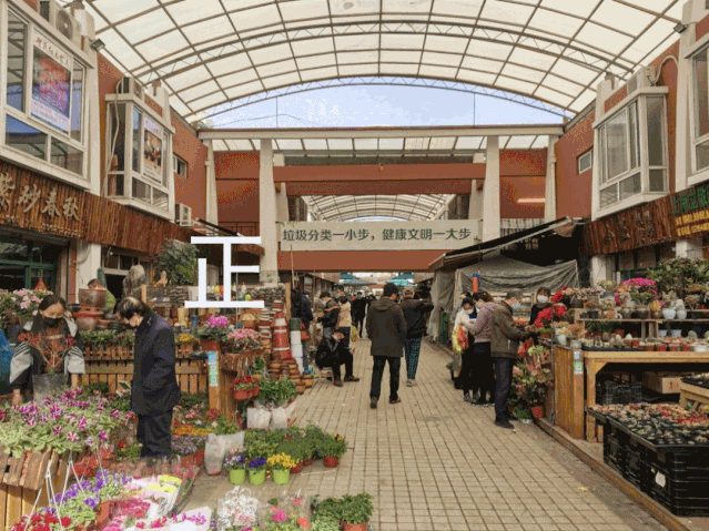 买一送一10元5盆歇业一个多月的岚灵花鸟市场终于复市了