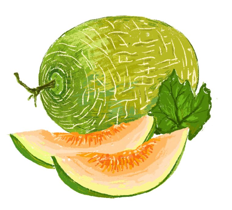 哈密瓜,甜又香,从小喜欢晒太阳.要问我从哪里来,新疆就是我故乡.