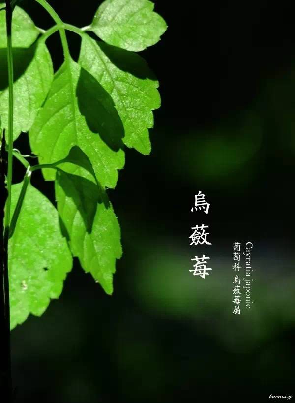 40种小清新风格的植物识别