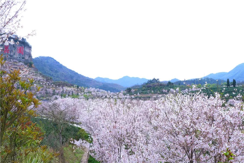 磐安东川野樱花图片