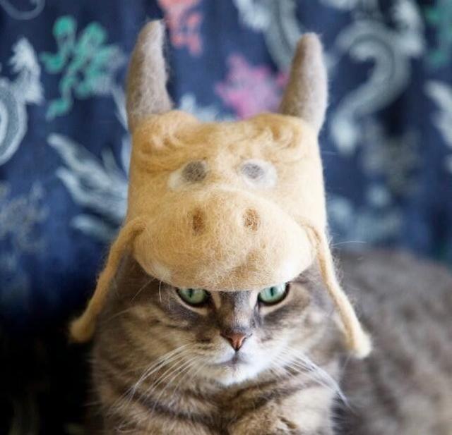 这让我这种动作能力差的主人有点无地自容了他把他家里三个叼毛怪掉的