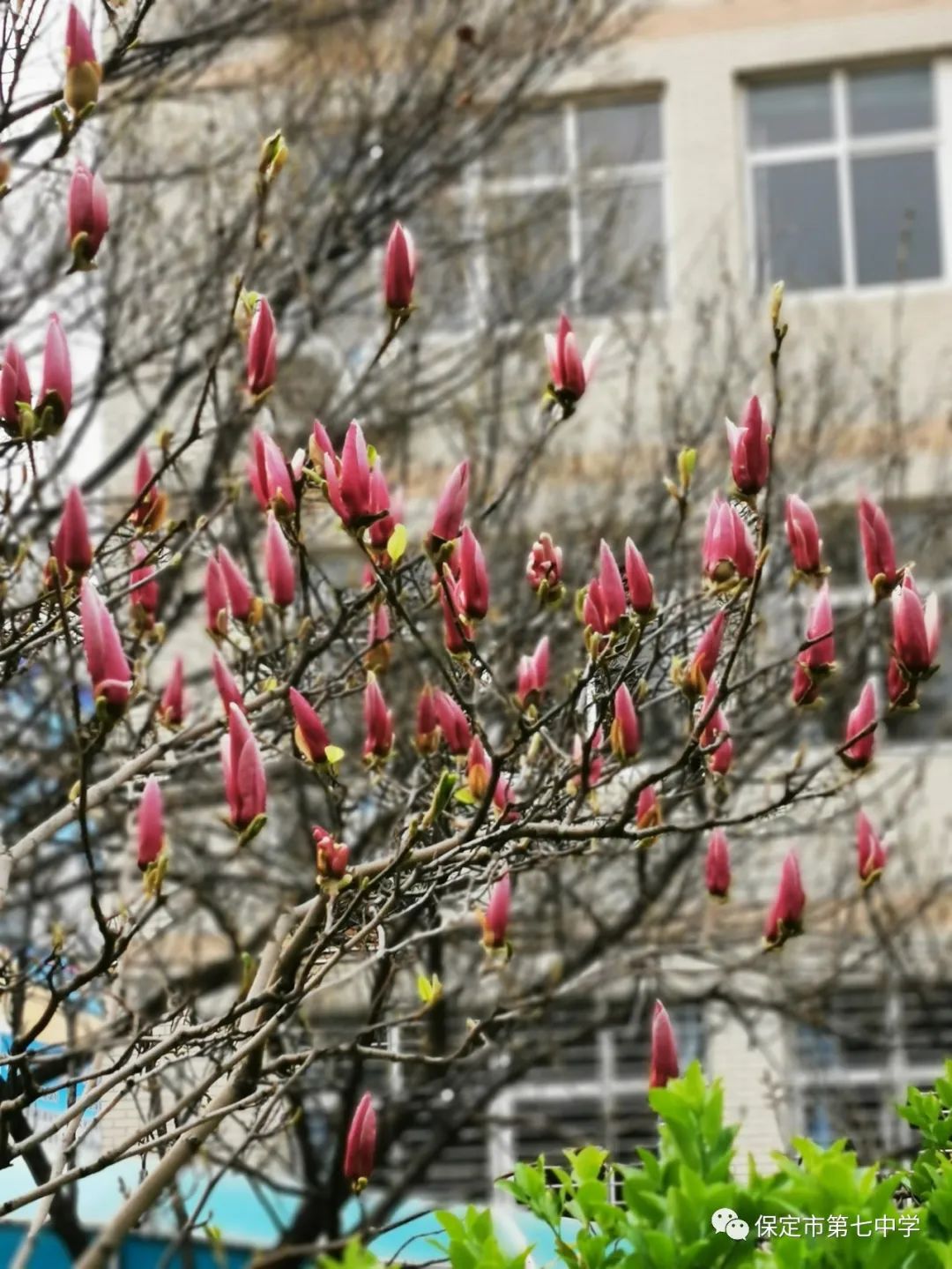 保定市政府副市长杨伟坤来保定七中检查指导高三复课和复学疫情防控