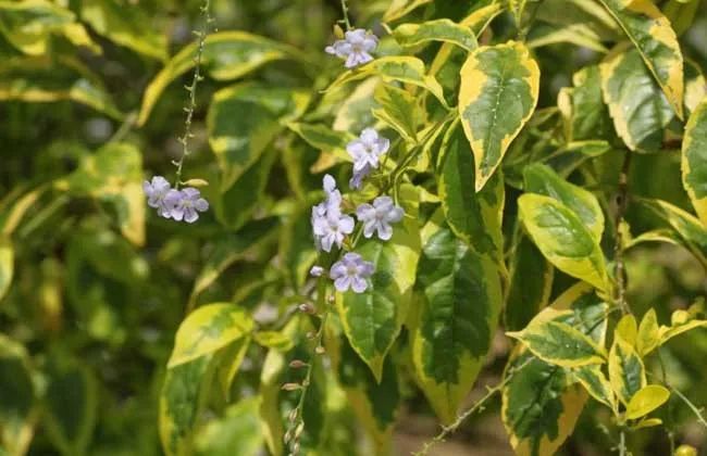 每日一花 | 花叶假连翘:花冠蓝紫色或白色
