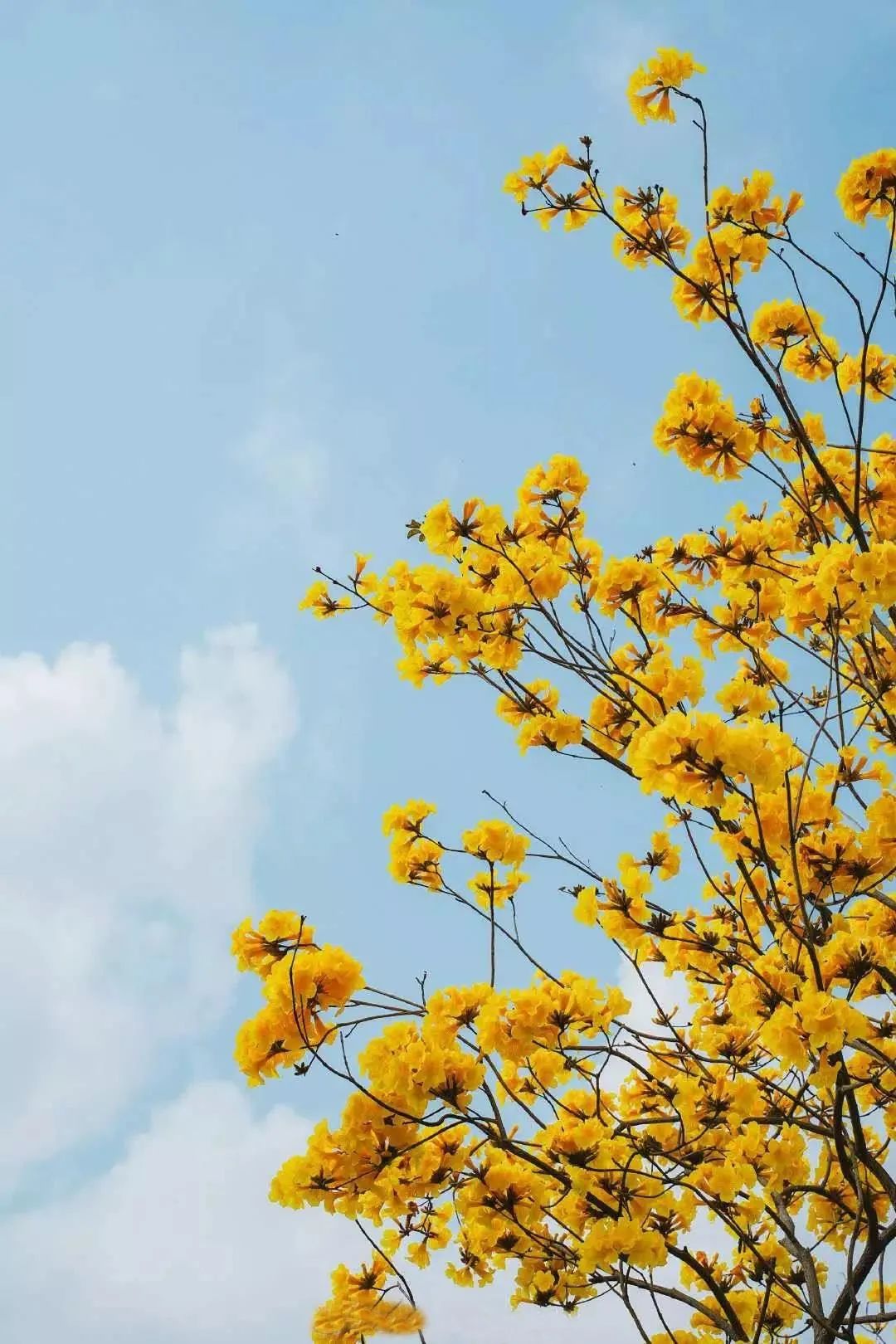 黄花风铃木向您发送了一条开花提醒!