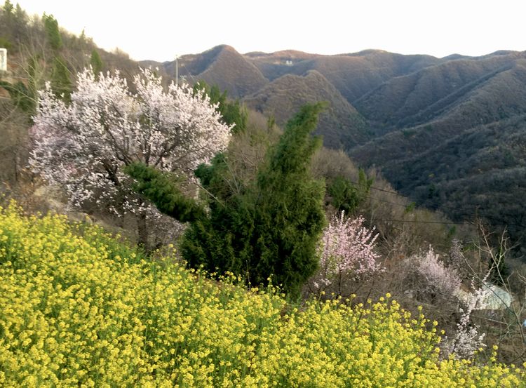 大山懷村官地的油菜花和杏花鞏義市小關鎮南嶺上有三個村,龍門村,大山