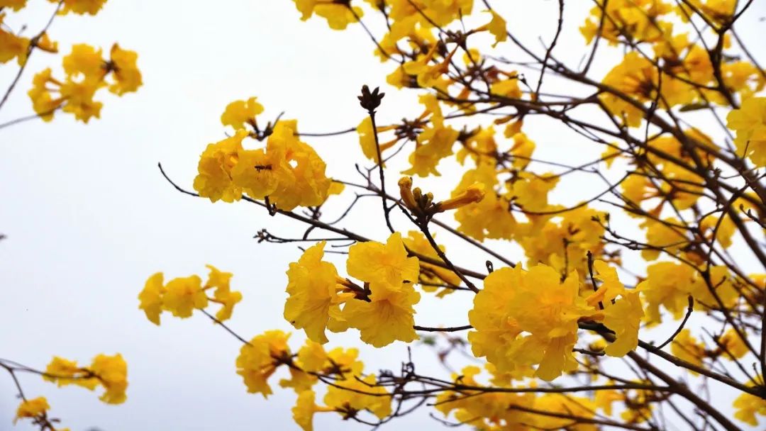 宁德市区惊现黄金大道!黄花风铃木向您发送了一条开花提醒!