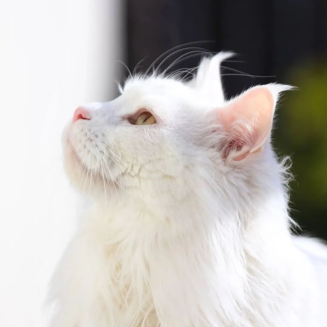 缅因一只可以把你吃破产的巨猫